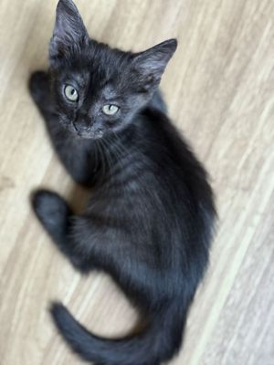 Котенок мальчик, 2 месяца- черный с серыми полосками