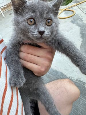 Породистая кошка