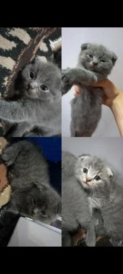 "Scottish fold" parodali mushukchalar