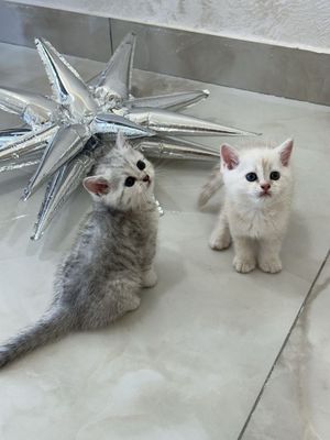 Катята Британские шиншиллы
