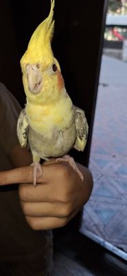 Karela ruchnoy tishlamidi