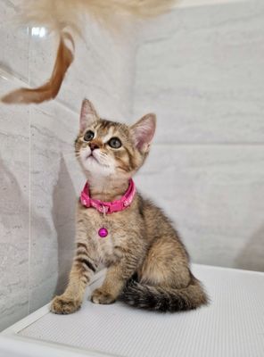 Мушук котята шиншилла