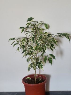 Фикус Бенжамин варегатний