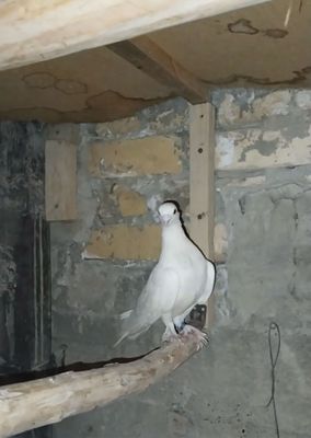 Kabutarlar tayyor parra