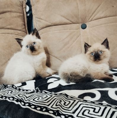 Продам котят очень милые