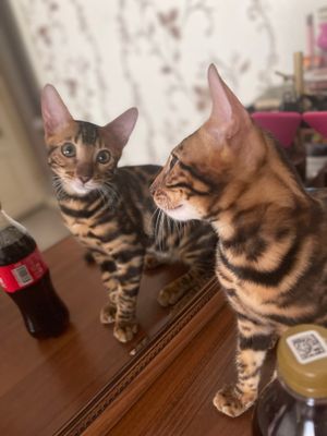 Vyazkaga toza qon Bengal