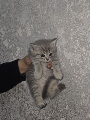 Котёнок серый порода британский