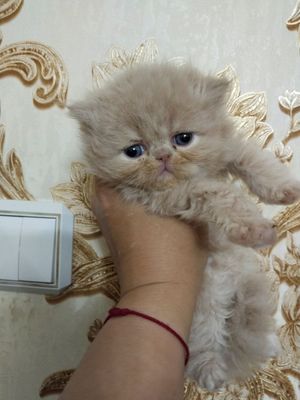 Персидские котята экмтрималы