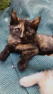 Отдам в добрые руки