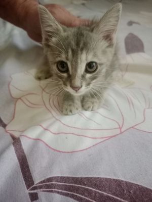 Котята домашние.
