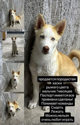 породистая собака