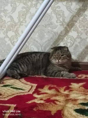 мушу пародаси вислоуха