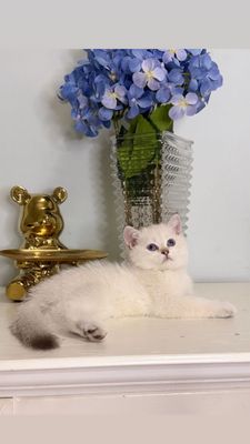 Серебристая шиншилла котёнок