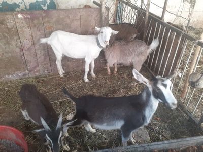 Echkilar zanin alpins