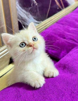Продаются котята породы скоттиш-страйт