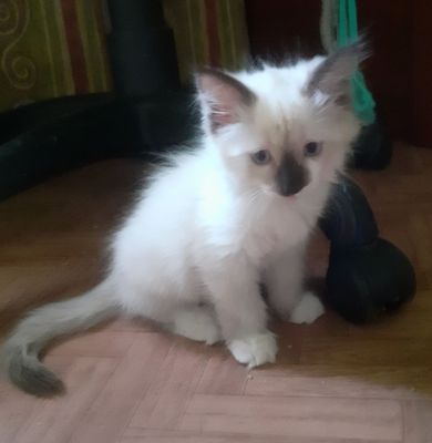 Котенок девочка,2 месяца