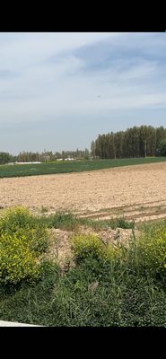Продается земля с фирмой 3 гектара в Янгийуле
