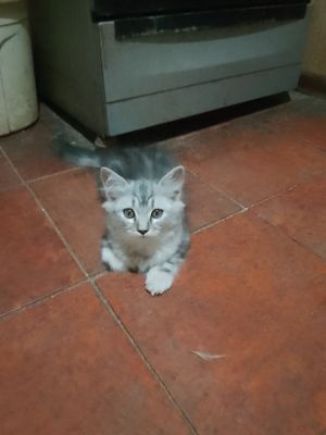 Продаются породистые Котята