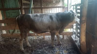 Mol sotiladi yaxshi semirgan