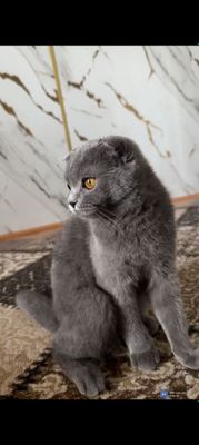 Скотиш фолд 1.5 лет