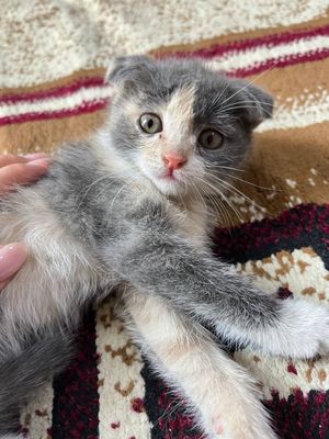 Продаются котята