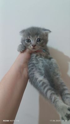 Продаются котята от правильной вязки. Активные шустрые..