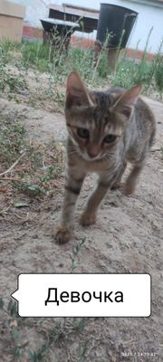 Отдам в хорошие руки котёнка(девочка)