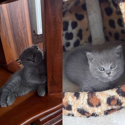Готовятся к продаже котята