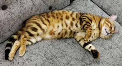 Вязка бенгальских котов