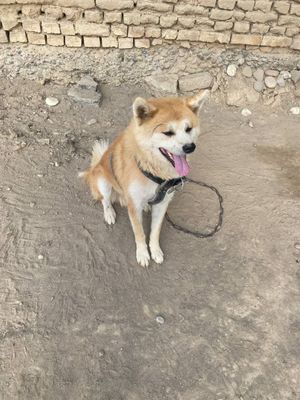 Akita lnu kuchuk sotiladi