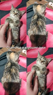 Котята в хорошие руки