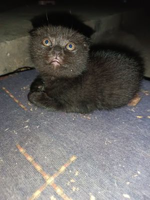 Котята. Чистокровные. Скоттиш страйк и скоттиш фолд