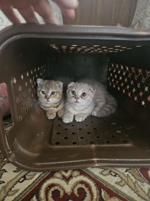 Продаётся котята скотиш фолд