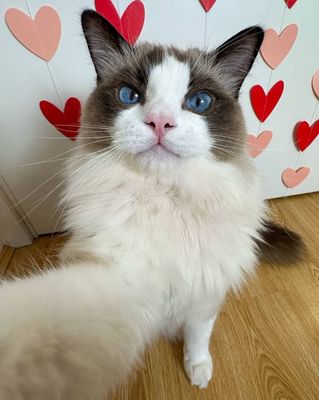 Вязка, RAGDOLL original. Не продаётся! Sotilmidi!