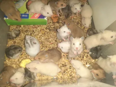 Xamyak qulga urgatilgan