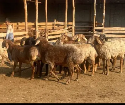 Qo'chqorla bor Daladan 2oy bogan keganiga Surxandaryoo Husori