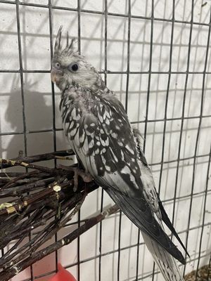 Карела без щёкий