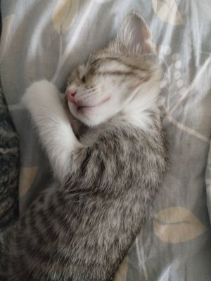кошка