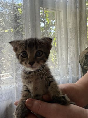 Продадим котят не дорого!!!