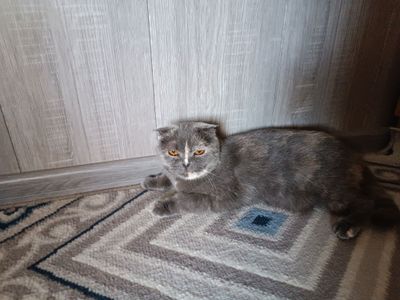 вислоухий кот умный