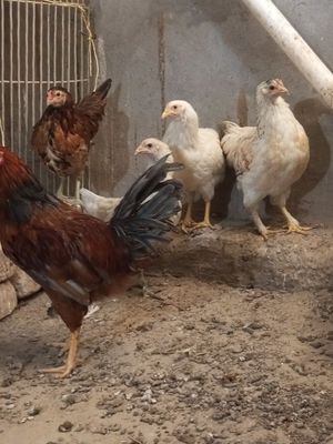 Продаются циплята