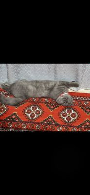 Скоттиш- фолд сотилади