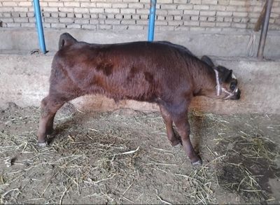Ena bola sigir sotiladi 2 chi bolasi 10 litir suti bor