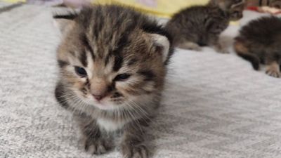 Кошки скотиш + британский