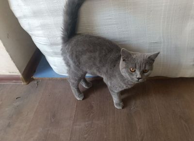Кошка продаётся чистая