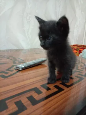 Бепул мушукчалар таркатилади