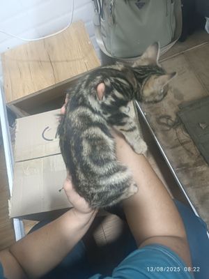 Akrasli bengal muwik bolasi sotiladi 2 oylik