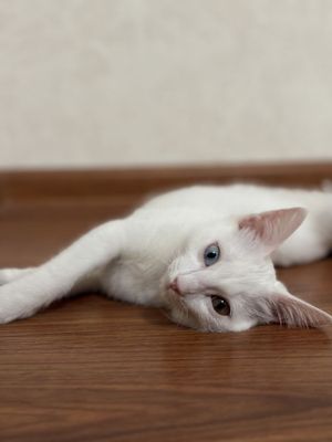 Кошка турецкая ангора / mushuk turk angora / pishak / mushukcha /