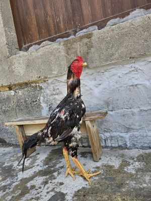Xuroz sotiladi katta narsa