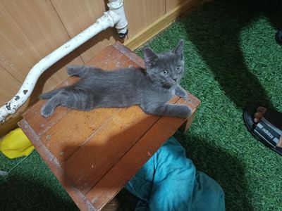 Продаются котята 1.5 месяцев